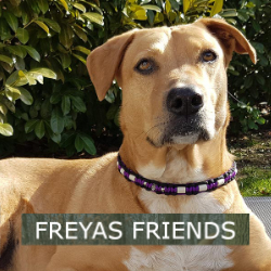 Professionelle Hundebetreuung in Hannover